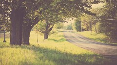 Trees grass road sunlight summer calm