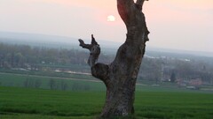 Trees landscape sun outdoors field