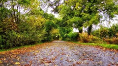 Trees leaves road fall fallen leaves