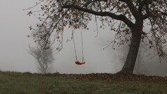 Trees mist swings landscape outdoors