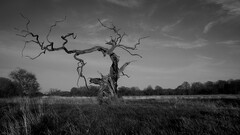 Trees monochrome grass nature landscape dead trees