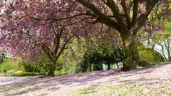 Trees nature blossoms spring