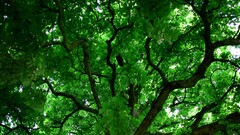 Trees nature branch Green