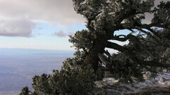 Trees nature landscape