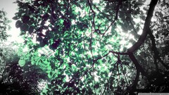 Trees nature sunlight