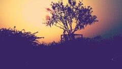 Trees outdoors dark sunlight