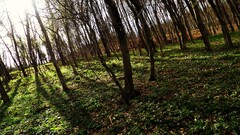 Trees outdoors Plants