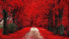 Trees path dirt road fall red leaves