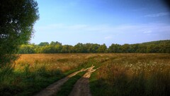Trees pathway outdoors field