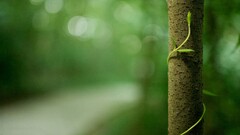 Trees Plants green background