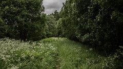 Trees Plants landscape