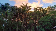 Trees Plants palm trees