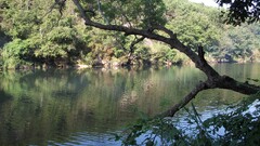Trees river forest nature