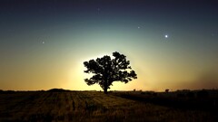 Trees sky artwork nature field night long exposure Stars grass