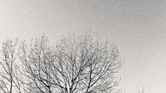 Trees sky monochrome