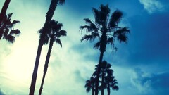 Trees sky palm trees blue