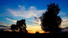 Trees sunlight clouds landscape sky