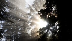 Trees sunlight nature