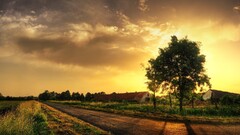 Trees sunset sky sunlight road
