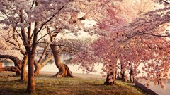 Trees water grass cherry blossom