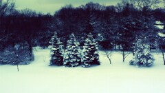 Trees winter snow landscape