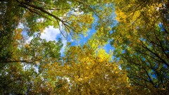 Trees worm's eye view outdoors bottom view