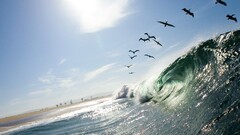 tropical Birds waves water sky sunny beach national geographic