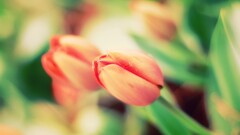tulips Flowers depth of field Plants