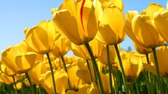 tulips Flowers nature yellow flowers