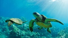 turtle Animals nature landscape Sea underwater