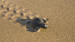 turtle sand Animals