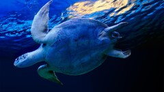 turtle underwater Animals Sea