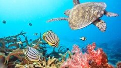 turtle underwater Sea Animals