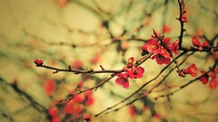 twigs pink flowers nature