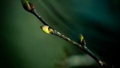 twigs Plants green background