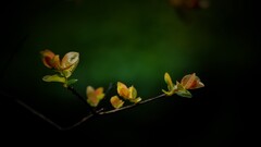 twigs Plants leaves Vignette