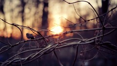 twigs sunlight depth of field blurred sunset outdoors