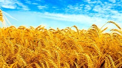 Ukraine field wheat crops