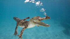 underwater Crocodiles Reptiles bubbles Animals nature water