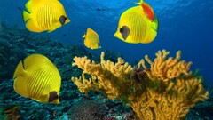 underwater fish Animals Sea