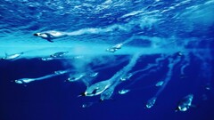 underwater Sea Birds Penguins Animals