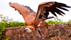 vultures Birds flying Animals