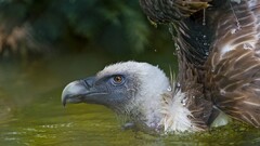 vultures Birds water Animals