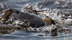 water closeup Animals