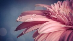 water drops Flowers pink flowers Plants