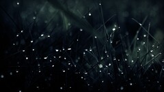 water drops grass wet dark nature Plants