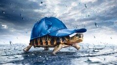 water drops hat turtle digital art rain water Photo manipulation