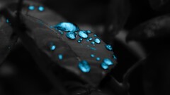 water drops leaves blue selective coloring Plants