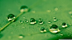 water drops leaves Green