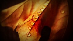 water drops leaves nature macro Plants